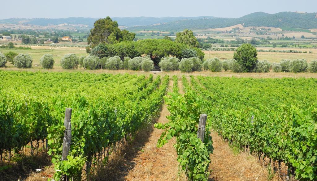 Podere Oslavia Az.Agr.Bio Giannini Alberese Exterior foto
